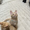 【正式譲渡】コチャ→ラテくん