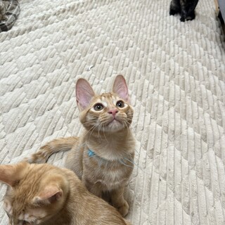 【正式譲渡】コチャ→ラテくん