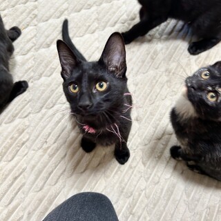 【正式譲渡】信長→ジジくん