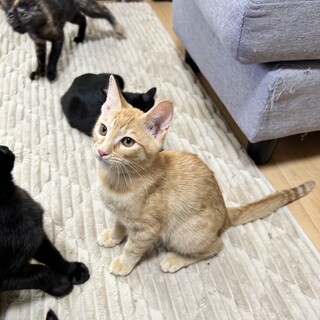 【正式譲渡】ウチャちゃん→はなちゃん