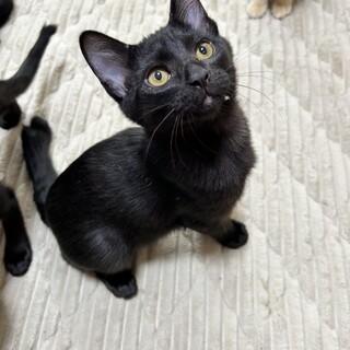 爪切りもお風呂もドライヤーもへっちゃらな男の子