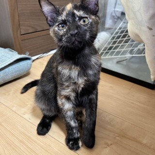 【正式譲渡】ダイヤ→キキちゃん