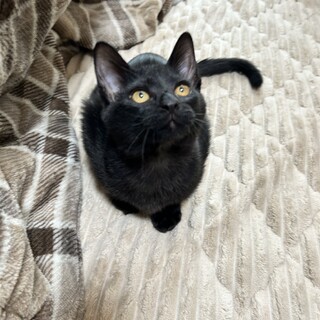 大人しめなまっすぐで長い尻尾の男の子