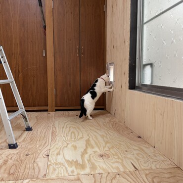 新猫部屋（工事中）の視察に来たまつりさん。早くベランダに出たいよねぇ！