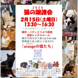 orangeの猫たちの譲渡会in大倉山
