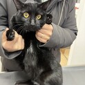 ⭐︎美男子⭐︎ボンベイそっくり黒猫のラッキー君