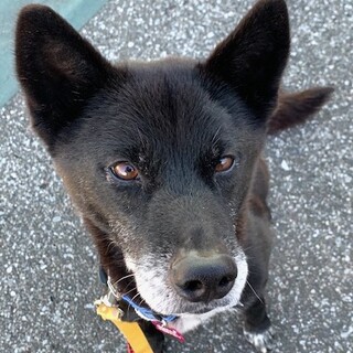 家庭生活学習中、甘えん坊の男の子  サンタ