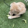 せいや12