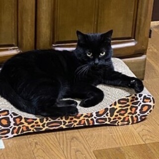 ぱっちりお目目のキュートな黒猫うる！