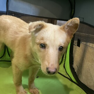 保健所からレスキュー！　元気いっぱいコーラル君