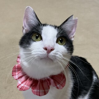 元気で活発、ハチワレガールのひなちゃんです♡