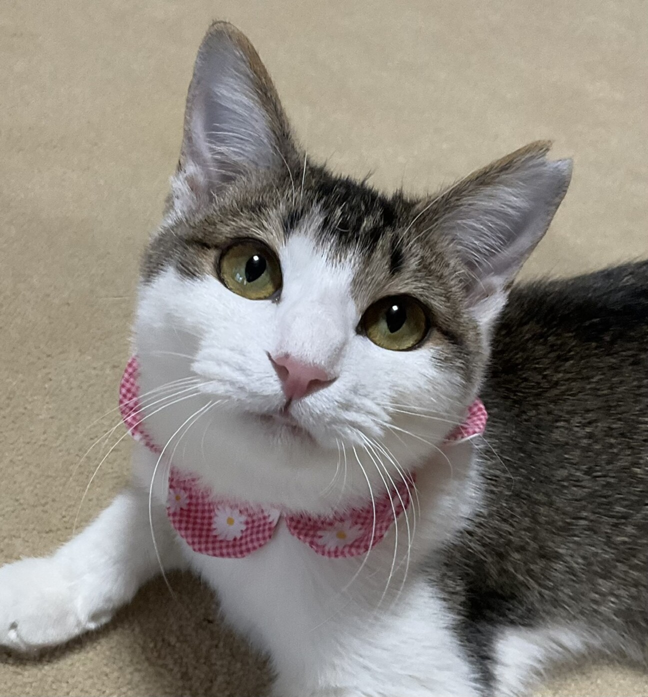 前髪ぱっつん、甘えたさん」千葉県 - 猫の里親募集(510464) 1枚目の