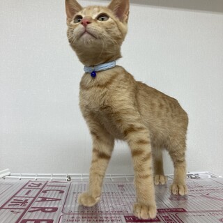 ゴロゴロ茶トラくん　オス　3ヶ月半