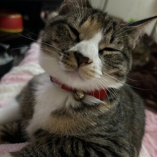 ゴミ捨て場のひまわり