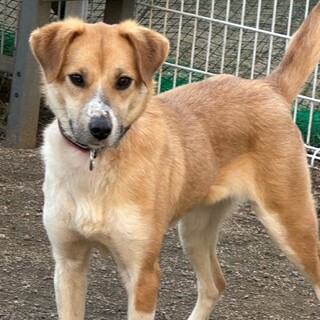 垂れ耳の綺麗なお顔のニーナちゃん♡