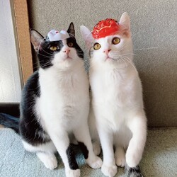 in名古屋市☆保護猫達をオウチに迎えよう☆2025年2月9日（日）～ちーむ にゃいんず