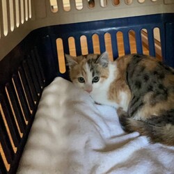 in江南市☆保護猫達をオウチに迎えよう☆2025年2月9日（日）～ちーむ にゃいんず