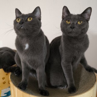 【2/9大崎】活発だけど性格は穏やか♫毛艶ツヤツヤ