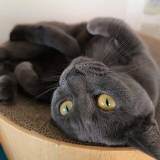 【2/9大崎】ブリショー風グレー✦ひまわり