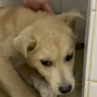 緊急！生後2.5ヶ月位の可愛い子犬　2月6日朝迄