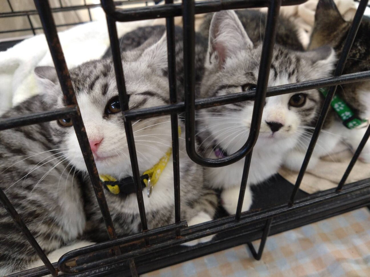 「犬猫譲渡会～あなたの家族...」（犬猫物語のイベント #24913） :: ペットのおうち【里親決定28万頭！】
