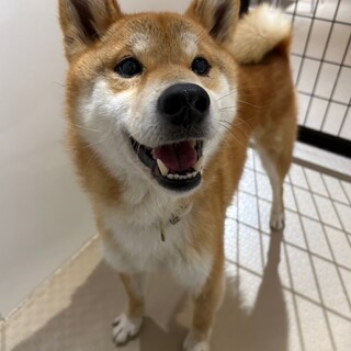 人懐っこい性格の【キノピー】君