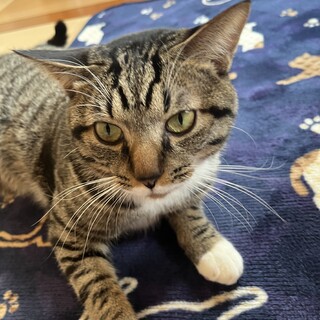 キジトラ推定8ヶ月！男の子（去勢済）