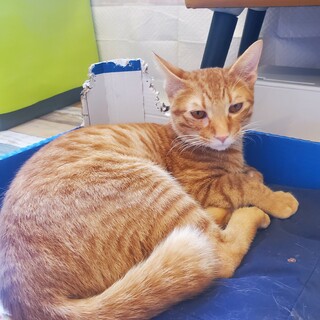 甘えん坊でお喋りな茶太郎くん♂️