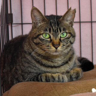 大人しいキジトラ女の子