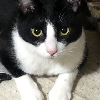 （里親様決定）綺麗なハチワレ美人さん