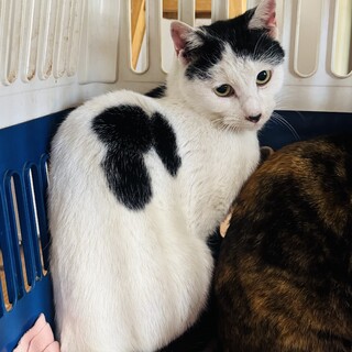 【助けて！】山で暮らす野良猫さんの里親を探してます