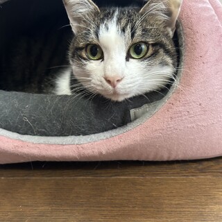 甘えん坊スーくん