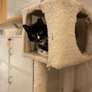 穏やかなおしゃれ模様　ラムちゃん