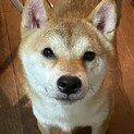 柴犬里親募集してます
