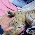 甘えん坊でお腹ナデナデが大好き猫!