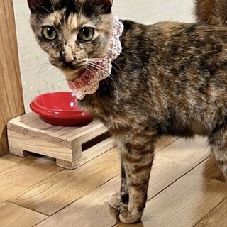 小柄で人馴れ抜群！優しいサビ猫の女の子です＊