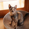 小柄で人馴れ抜群！優しいサビ猫の女の子です＊ サムネイル6