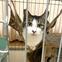 「餌やりばあさん」サムネイル2