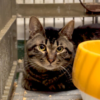 多頭崩壊宅より一斉収容８匹のオス