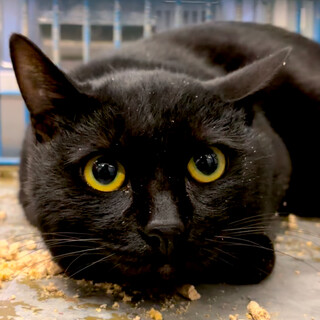 センター来訪者に譲渡されました