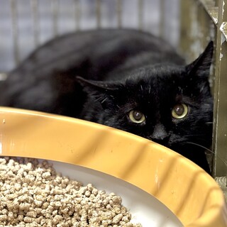 多頭崩壊宅より一斉収容８匹のオス