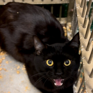 多頭崩壊宅より一斉収容８匹のオス