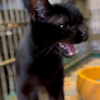 多頭崩壊宅より一斉収容８匹のオス