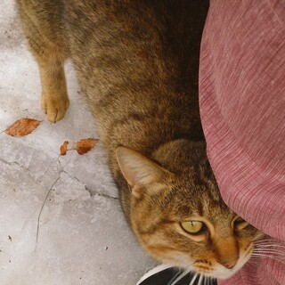 人懐こくて可愛いトラ猫の里親さん募集です！