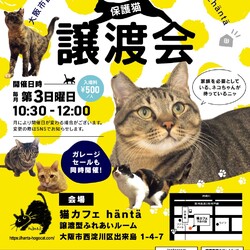 ねこカフェin小さな譲渡会