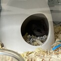 アフリカヤマネ
