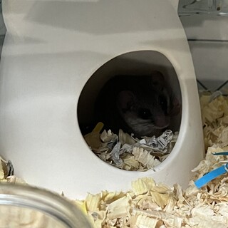 アフリカヤマネ