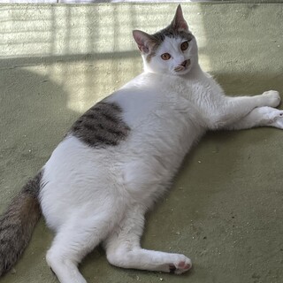 誘惑なダイナマイトボディ♡小鞠くん10か月