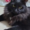 黒長毛猫こしあんの里親さま募集中！