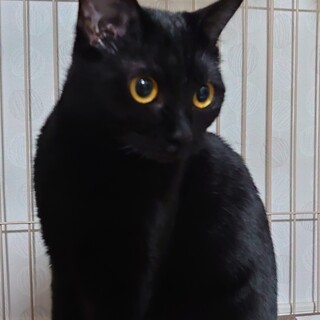 キレイなお目々と黒い毛並みが魅力的な2歳女の仔！